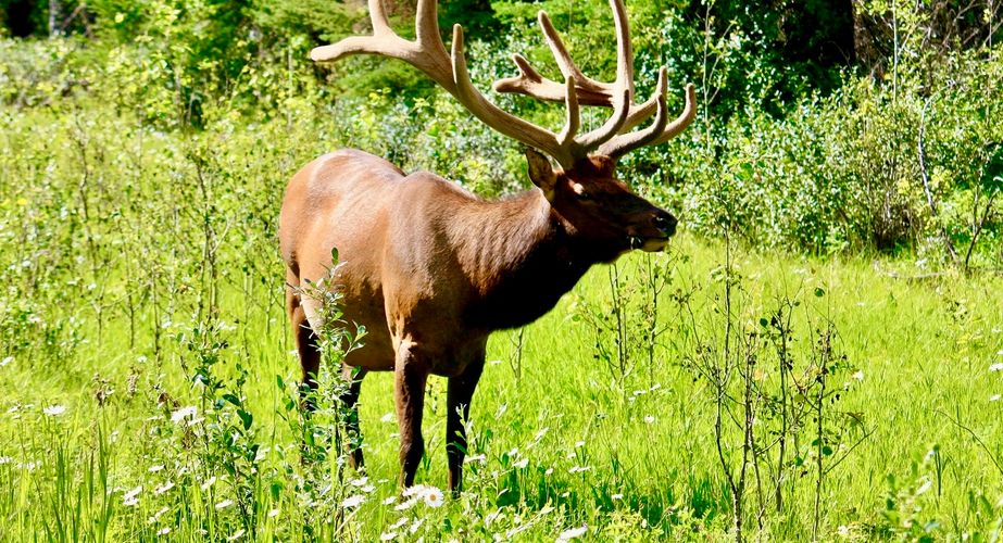 Canda wildlife Canda wildlife